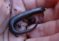 Oligosoma aeneum