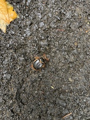 Pleocoma dubitabilis