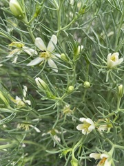 Peganum nigellastrum