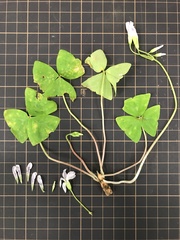 Oxalis triangularis