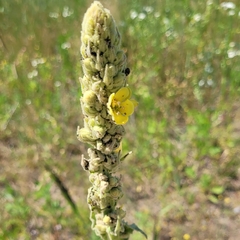 Verbascum thapsus