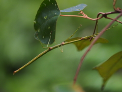 Phraortes formosanus