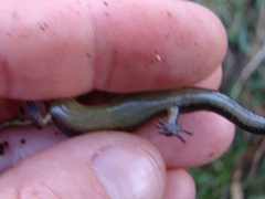 Oligosoma aeneum
