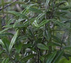 Corokia buddleioides