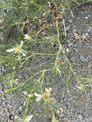 Peganum nigellastrum