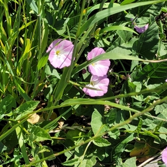 Convolvulus arvensis
