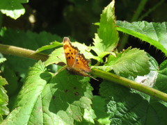 Polygonia oreas