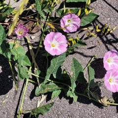 Convolvulus arvensis