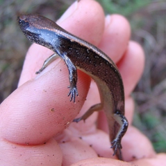 Oligosoma aeneum