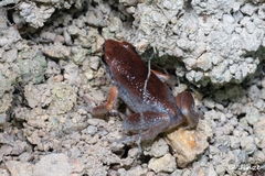 Micryletta immaculata