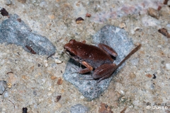 Micryletta immaculata