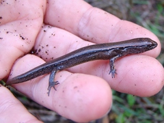 Oligosoma aeneum