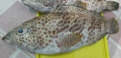 Epinephelus merra
