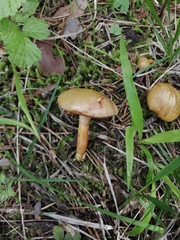 Chalciporus piperatus