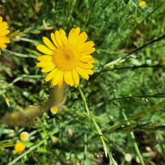 Cota tinctoria