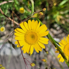 Cota tinctoria