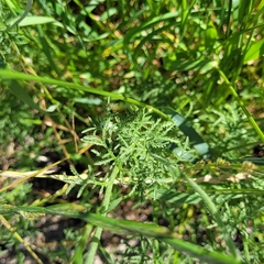 Cota tinctoria
