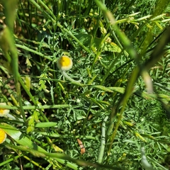 Cota tinctoria