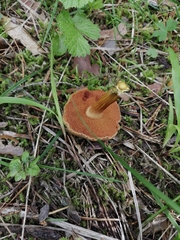 Chalciporus piperatus