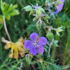 Geranium pratense