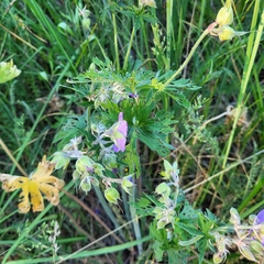 Geranium pratense
