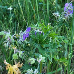 Geranium pratense