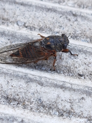 Dimissalna dimissa