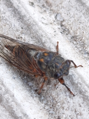 Dimissalna dimissa
