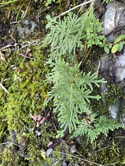 Selaginella moellendorffii