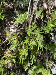 Selaginella moellendorffii