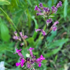 Viscaria vulgaris