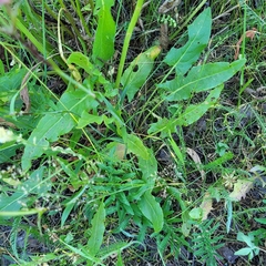 Viscaria vulgaris