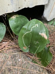 Liriomyza smilacinae