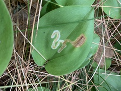 Liriomyza smilacinae