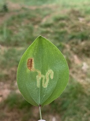 Liriomyza smilacinae