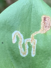 Liriomyza smilacinae