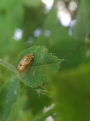 Harmonia axyridis