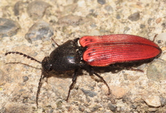 Ampedus cinnaberinus