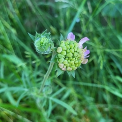 Knautia arvensis