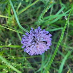 Knautia arvensis