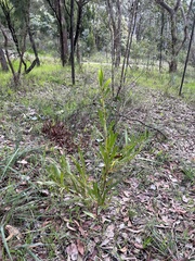 Acacia longifolia longifolia