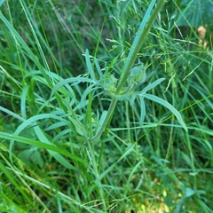 Knautia arvensis