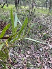 Acacia longifolia longifolia