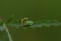 Cassida stigmatica