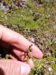 Chamorchis alpina