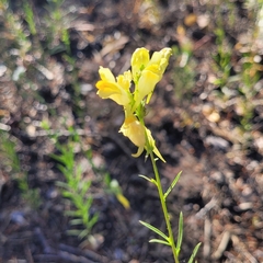Linaria vulgaris