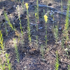 Linaria vulgaris