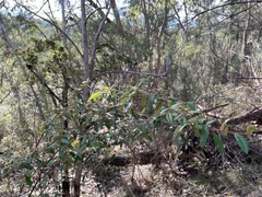 Pomaderris prunifolia