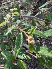 Pomaderris prunifolia