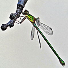 Chalcolestes viridis